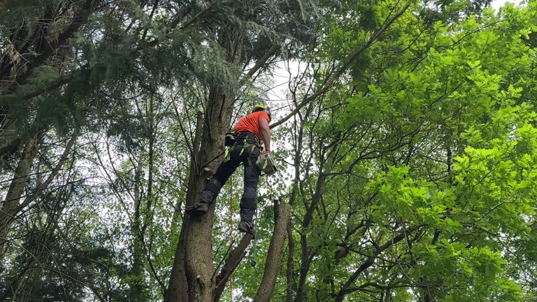 Why Choose Our Tree Removal Services in Northlake, IL?